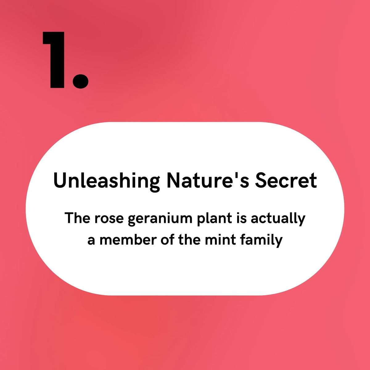 Rose Geranium Flower Oil - Unleashing Nature's Secret