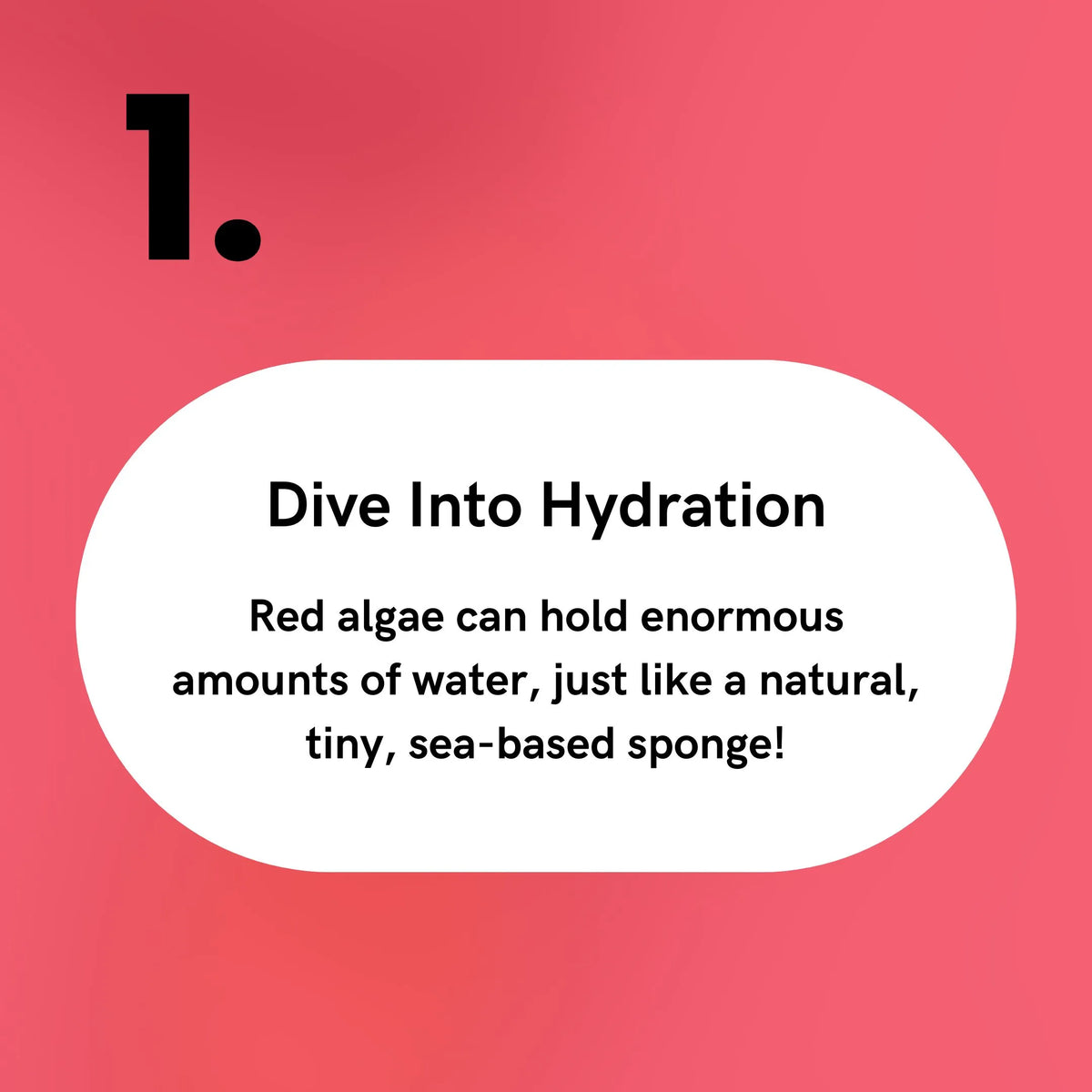 Red Algae - Dive Into Hydration
